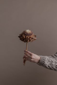 a person holding a dried flower in their hand