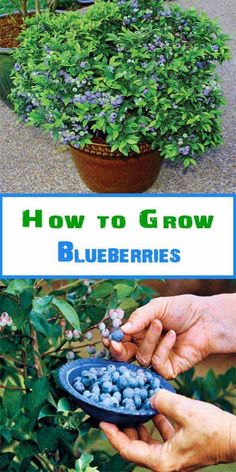 how to grow blueberries in the garden