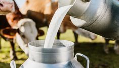 cows are standing in the grass and drinking milk from a large metal jug that is being filled with water