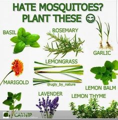 #pestcontrolmosquito Keep mosquitoes away naturally with plants, in n your balcony or in your garden. Mosquito Plants, Mosquito Repelling Plants, Garden Pest Control, Have Inspiration, Natural Garden, Garden Pests, Gardening Supplies, Veggie Garden, Gardening For Beginners