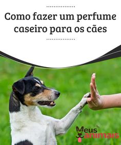 a dog shaking hands with a person in the grass behind it that says, como fazer um perfume caseiro para os caes