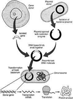 the diagram shows how cell membranes are attached to each other, and what they look like