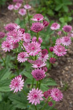 pink flowers are growing in the dirt near some grass and plants with green leaves on them