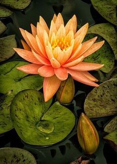 an orange and yellow water lily floating on top of green leafy water lilies