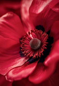 the center of a large red flower