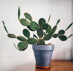 a potted plant sitting on top of a wooden table next to a white wall