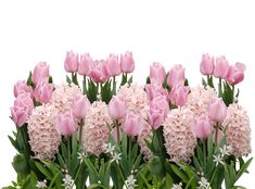 pink tulips and purple pansies are arranged in a flower bed on a white background