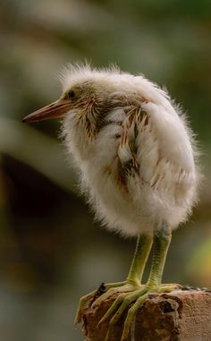 a small bird sitting on top of a piece of wood