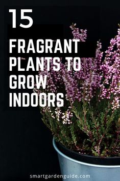 purple flowers in a pot with text overlay that reads 15 fragrant plants to grow indoors