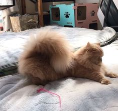 This Cat Has A Majestic Woolly Squirrel-Like Tail Fluffy Tail Cat, Minuet Cat Napoleon, Minuet Cats, Panda Photos, Cat Photos