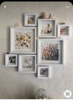 several framed pictures on the wall with shells and seashells in them, all hanging up