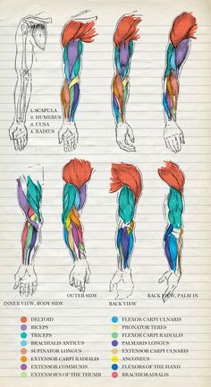 the muscles and their functions are shown in this hand - drawn diagram, which shows how they