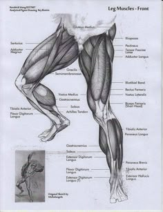 an image of the muscles and their functions in a human body, including leg muscles