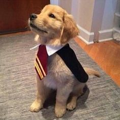 a dog wearing a tie sitting on the floor