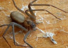 a large brown spider sitting on top of a wooden table