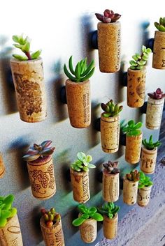 there are many small succulents in the corks on the wall together