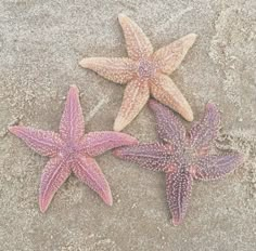 three starfishs are laying on the sand and one is pink, white and purple