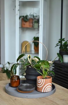 some plants are sitting in pots on a table