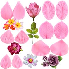 different types of flowers and leaves on a white background