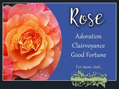 an orange rose with water droplets on it and the words, rose adoration clairoyance good fortune for more, visit