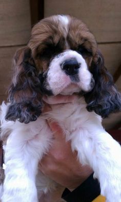 a small brown and white dog sitting on top of a person's lap