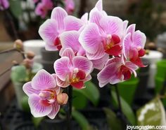 Have you ever wanted to grow orchids in your home? This guide details how to grow Phalaenopsis Orchids, or Moth Orchids, with great success. You learn about light exposure, watering, fertilizing, repotting, & so much more. There's a section on how to make an orchid rebloom - we love those flowers! Growing orchids isn't hard if you start with this orchid. Phalaenopsis Orchids add so much to your home decor! Orchid Potting Mix, Oncidium Orchids, Flowers Gardening, Dendrobium Orchids