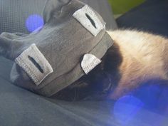 a siamese cat sleeping on top of a gray hat with white patches and eyes