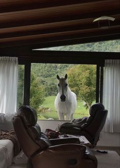 a horse standing in the middle of a living room with two recliners and a couch