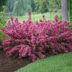 pink flowers are blooming in the grass near some trees and bushes on a golf course