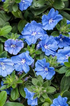 blue flowers with green leaves in the background