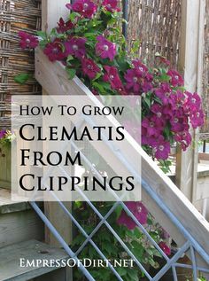 some purple flowers are growing up the side of a stair case with text overlay that reads how to grow clematis from cuttings