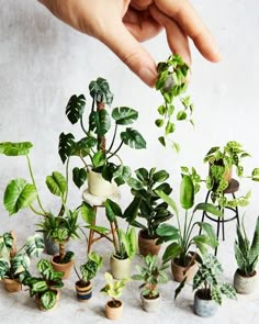 a person is reaching for plants in small pots