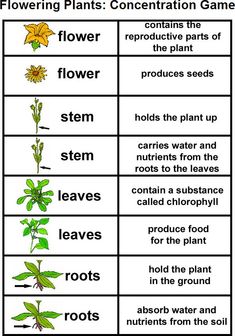 plants and flowers are labeled in the following words, with pictures on each page to describe what