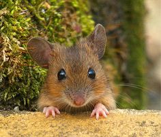 a brown mouse sitting on top of a stone wall