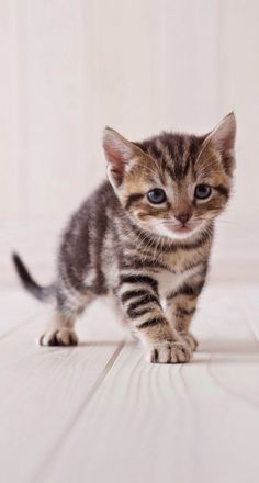 a small kitten walking across a white floor