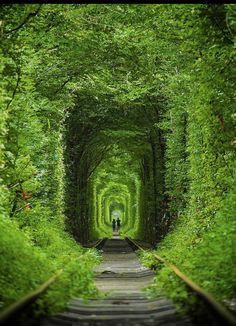 a man standing in the middle of a tunnel of trees