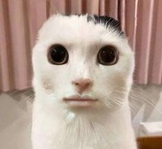 a white cat with black spots on it's face and eyes looking at the camera