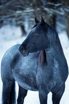 Roan Horse Black Roan Horse, Jack Hawthorne, Blue Roan Quarter Horse, Aesthetic Horses, Rare Horse Breeds, Silver Samurai, Western Horses, Rare Horses