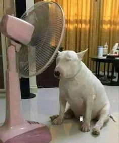 a white dog sitting next to a pink fan