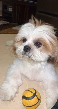 a small white and brown dog laying on the floor next to a yellow and black ball