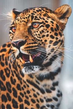 a close up of a leopard with it's mouth open