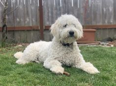 a white dog laying on top of a lush green field