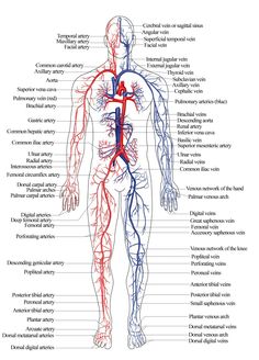 the major branches of the human body are labeled in red, blue and white lines