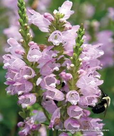 a close up of a purple flower with a bee on it's back end