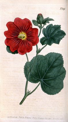 a red flower with green leaves on a white background in an antique bookplate style