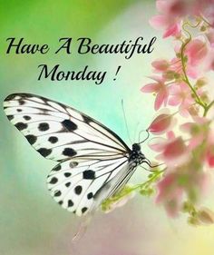 a white butterfly with black spots on its wings and the words have a beautiful monday