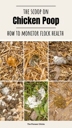 the scoop on chicken poop how to monitor flock health cover image shows four different pictures