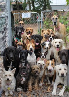 a bunch of dogs that are standing in the dirt near a chain link fence with their mouths open