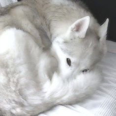 a white dog is curled up on a bed