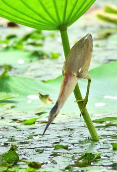 a small bird perched on top of a green plant in the middle of some water